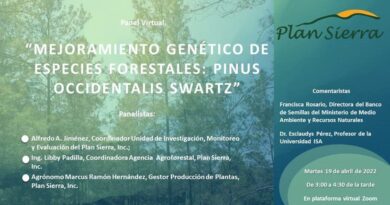 Plan Sierra celebra Panel Virtual sobre Mejoramiento Genético de Especies Forestales: Pinus occidentalis Sw.