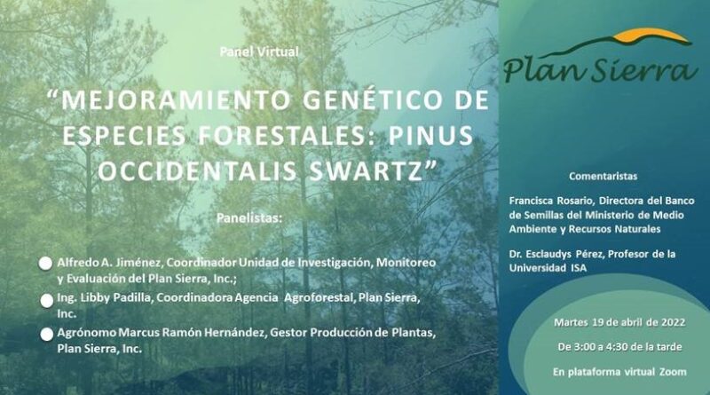 Plan Sierra celebra Panel Virtual sobre Mejoramiento Genético de Especies Forestales: Pinus occidentalis Sw.